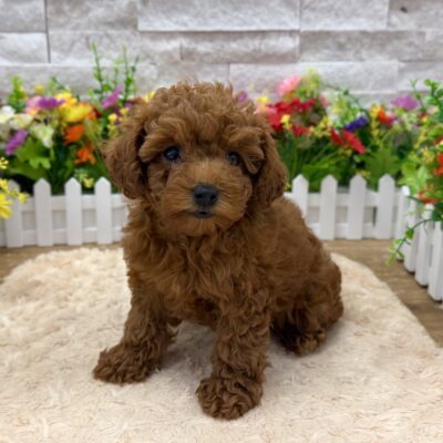 Ameila Poodle