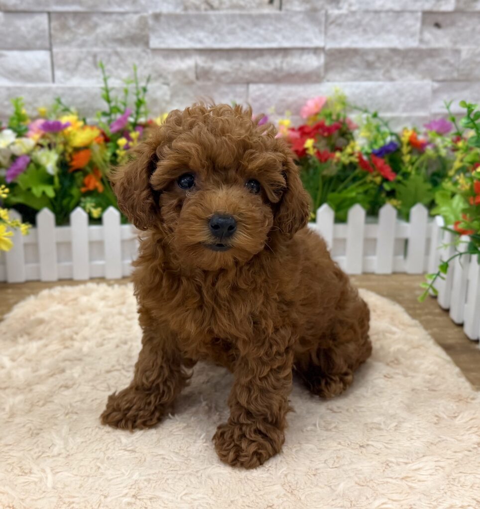 Poodle - 1050 - Image 1