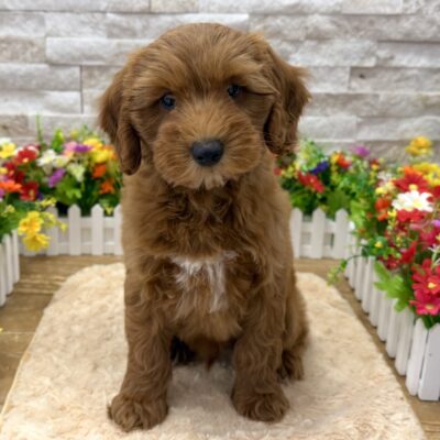Wolfie Goldendoodle Mini