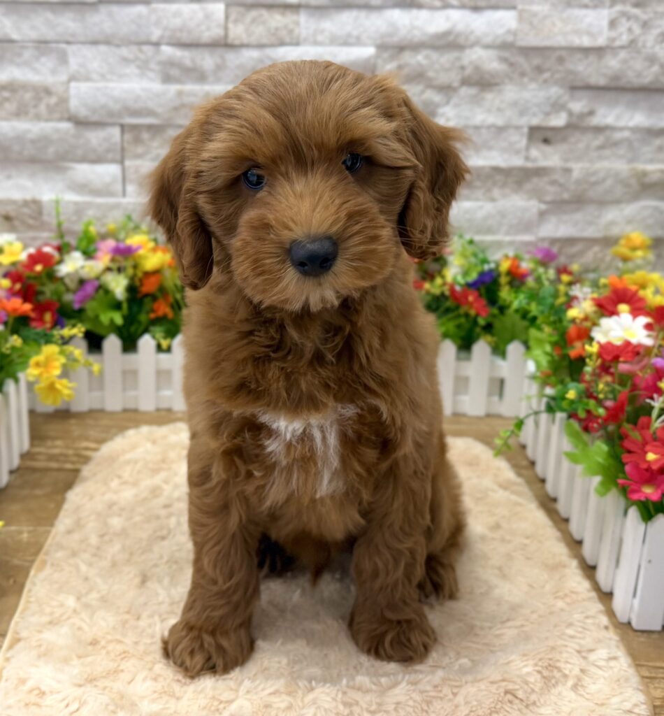 Goldendoodle Mini - 0214 - Image 1