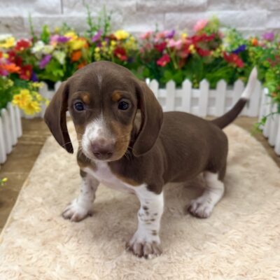 Josie Dachshund