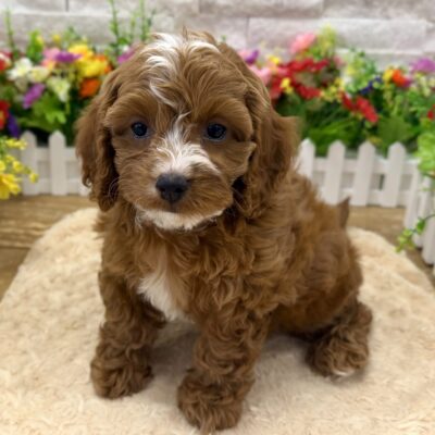 Pippa Cavapoo