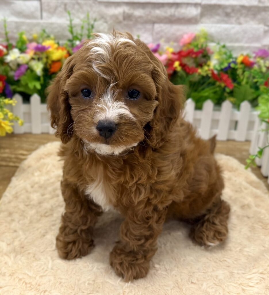 Cavapoo - 0090 - Image 1