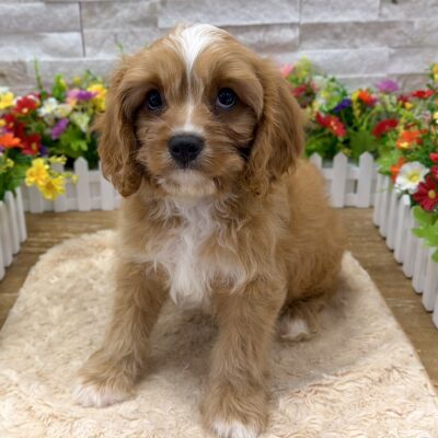 Murph  Cavapoo