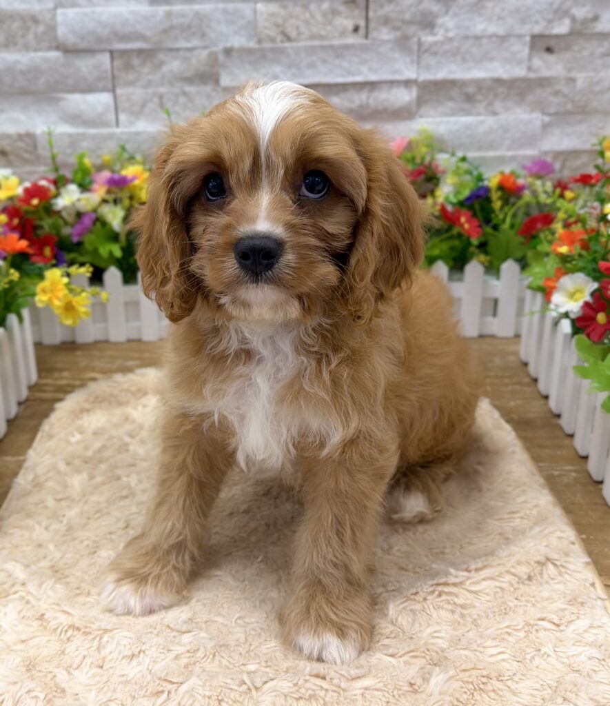 Cavapoo - 9681 - Image 1