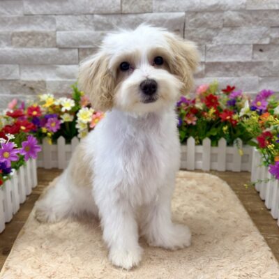 Maui Maltipoo