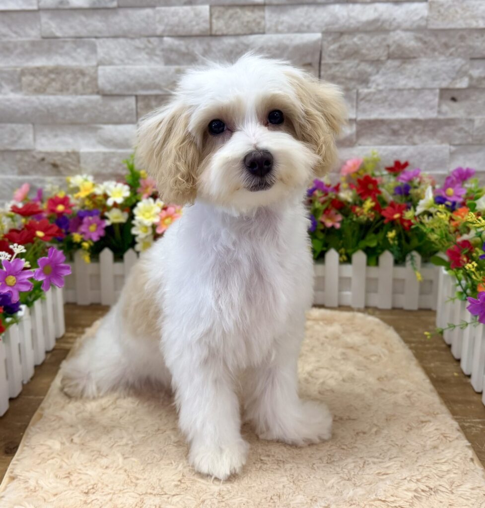 Maltipoo - 9008 - Image 1