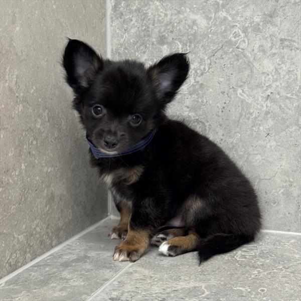 Chihuahua - 1177 - Image 2