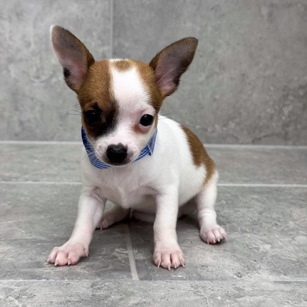 Chihuahua - 1176 - Image 2