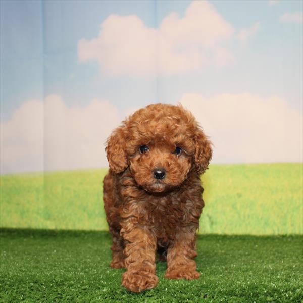 Poodle - 1037 - Image 2