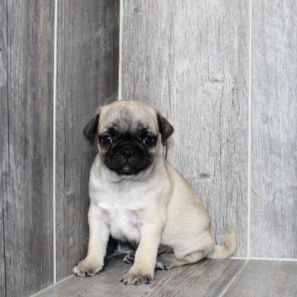Pug - 6218 - Image 2