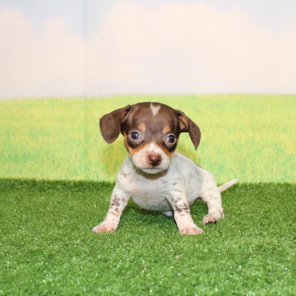 Dachshund - 1164 - Image 2