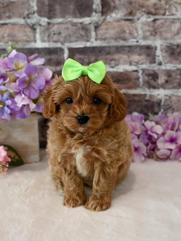 Maltipoo - 4175 - Image 2