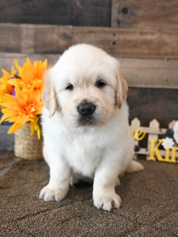 Golden Retriever - 4178 - Image 2