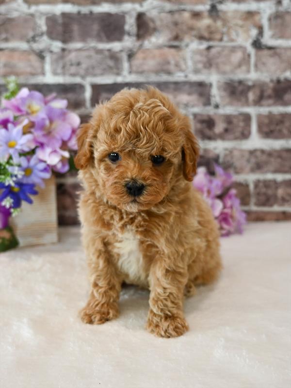 Maltipoo - 4172 - Image 2