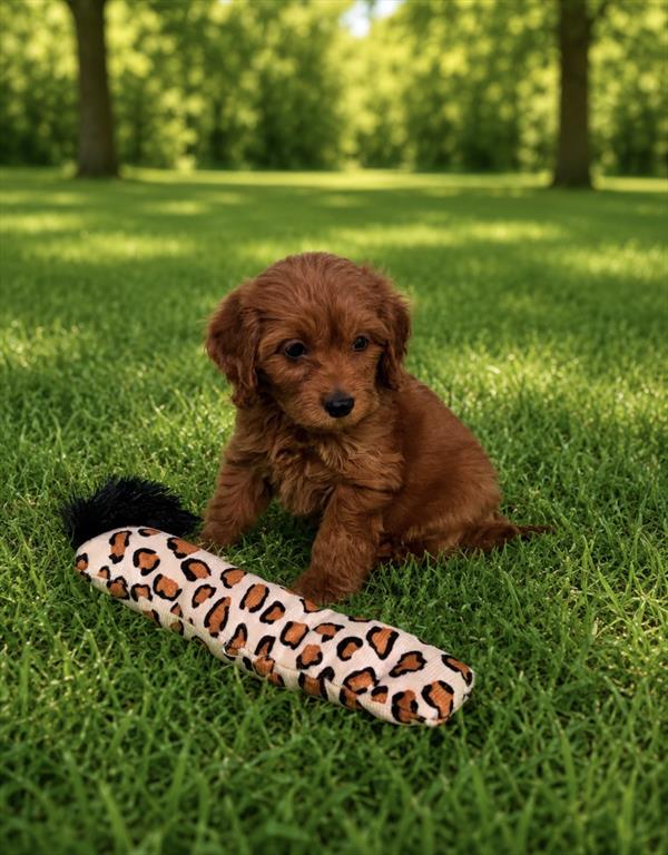 Cavapoo - 0094 - Image 2