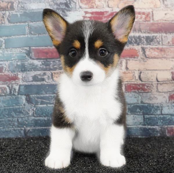 Pembroke Welsh Corgi - 0409 - Image 2