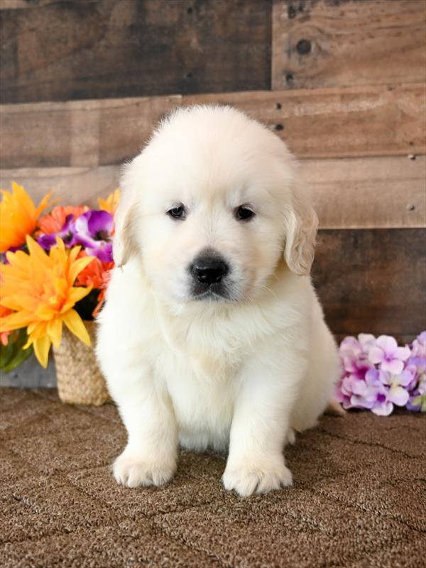 Golden Retriever - 4182 - Image 2