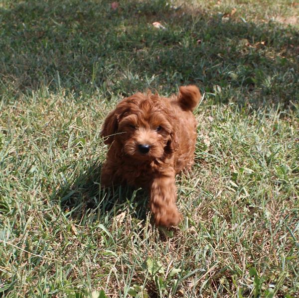 Cavapoo - 0966 - Image 2