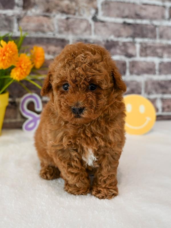Poodle Mini - 4203 - Image 2