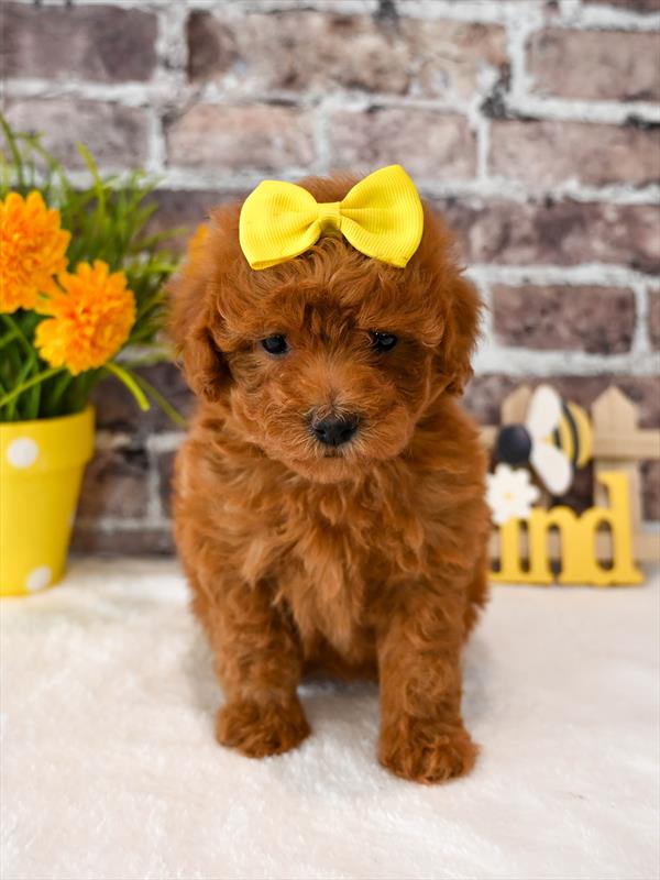 Poodle Mini - 4211 - Image 2