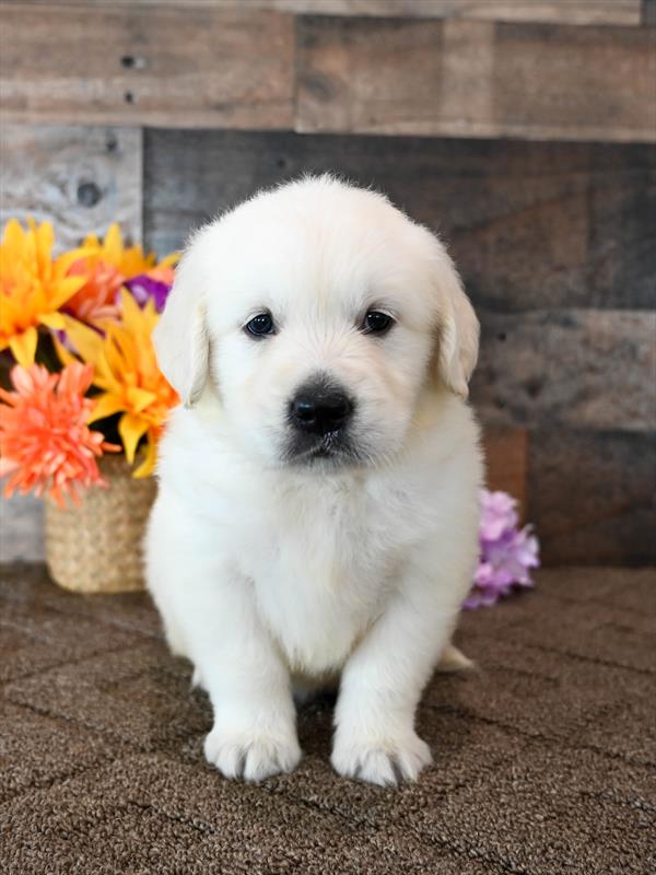 Golden Retriever - 4214 - Image 2