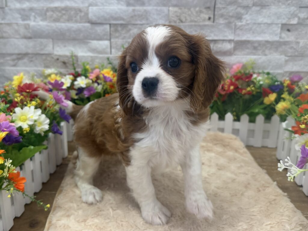 Cavalier King Charles Spaniel - 2844 - Image 1