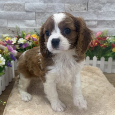 Gigi Cavalier King Charles Spaniel
