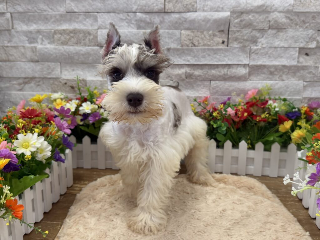 Miniature Schnauzer - 9476 - Image 1
