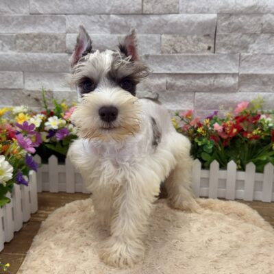 Scotty Miniature Schnauzer