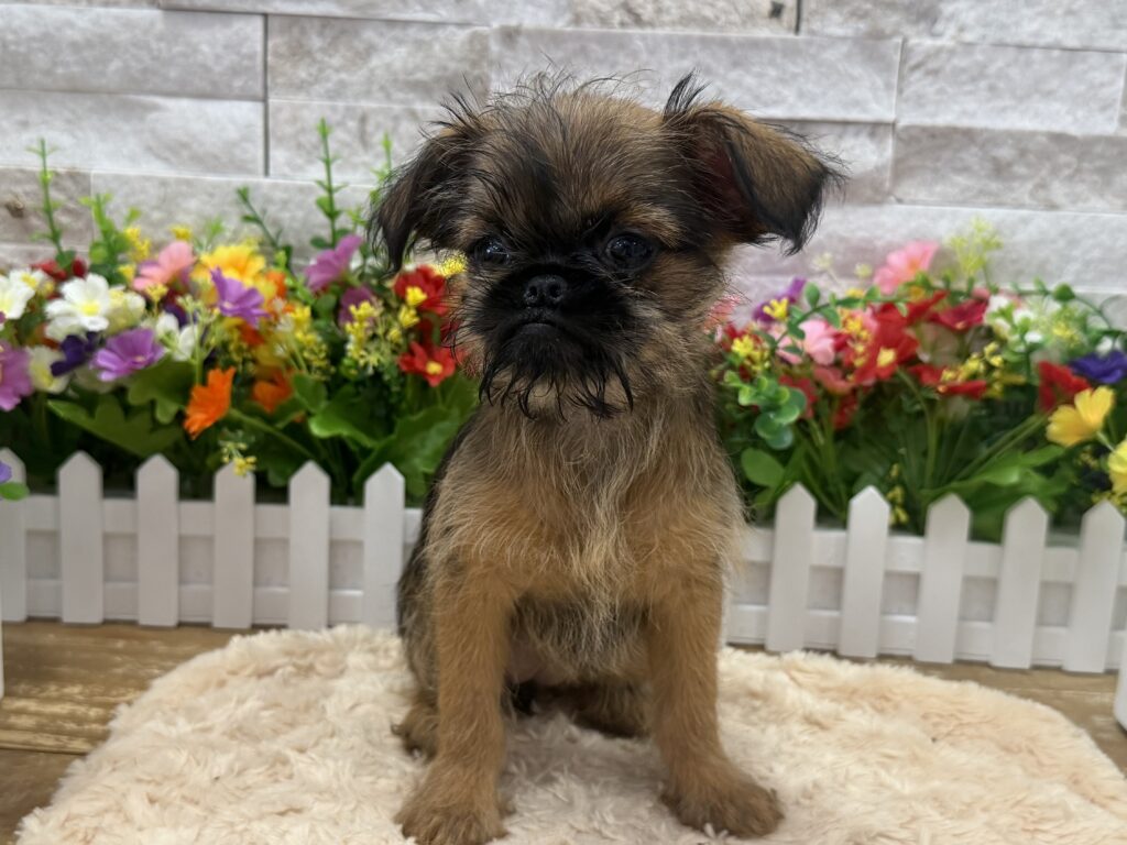 Brussels Griffon - 4507 - Image 1