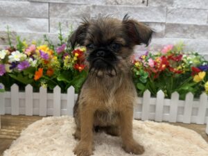 Furrylicious® Brussels Griffon puppy available