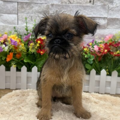 Birdie Brussels Griffon