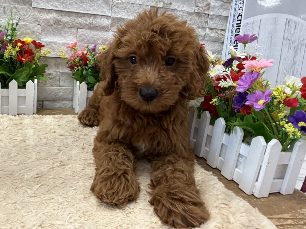 Goldendoodle Mini - 4155 - Image 1