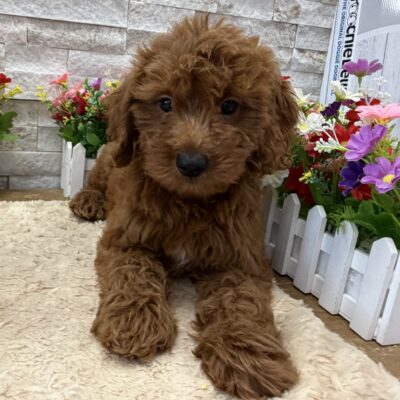 Brooks Goldendoodle Mini