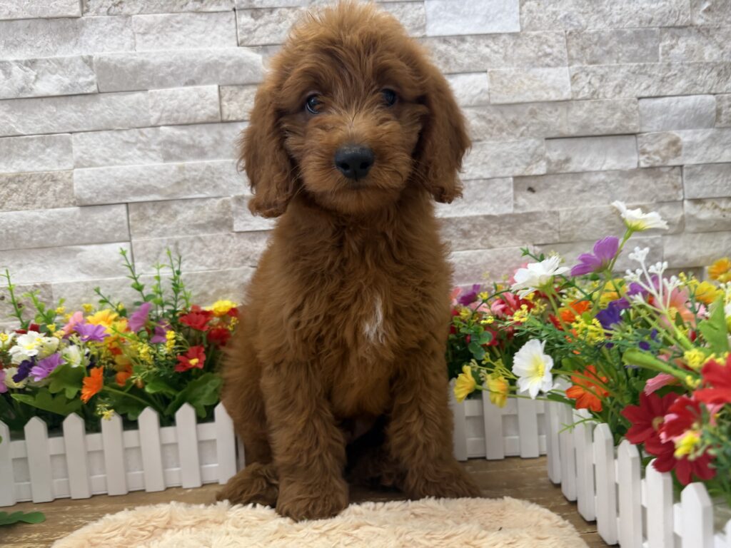 Goldendoodle Mini - 4157 - Image 1