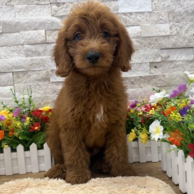 Porter Goldendoodle Mini