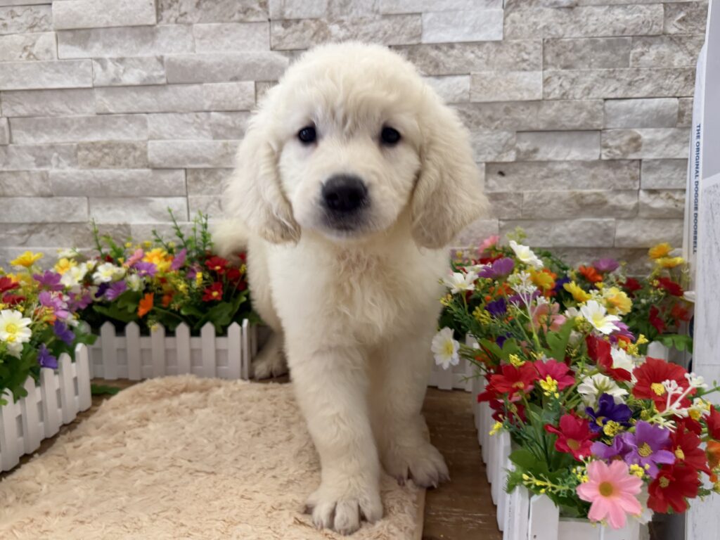 Golden Retriever - 4179 - Image 1