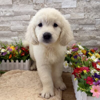 Bambi Golden Retriever