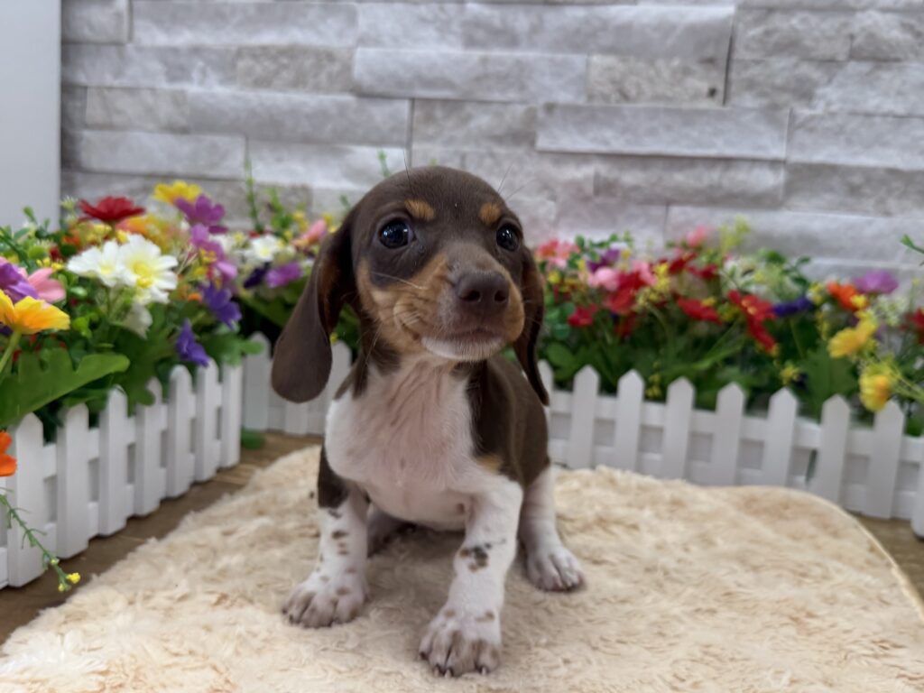 Dachshund -7160 - Image 1