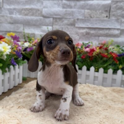 Gertie  Dachshund