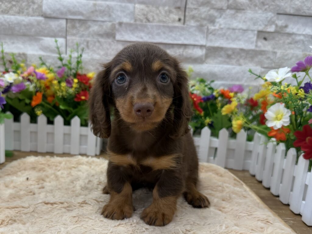 Dachshund - 7034 - Image 1