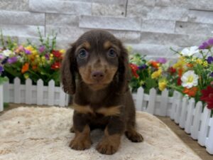 Furrylicious® Dachshund puppy available
