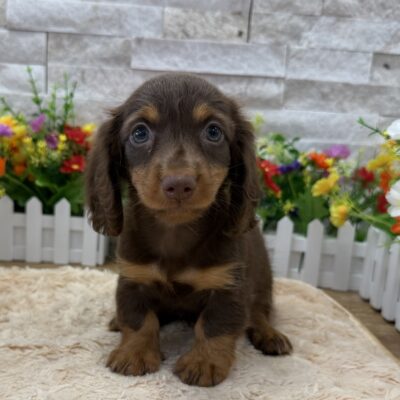 Dolly Dachshund