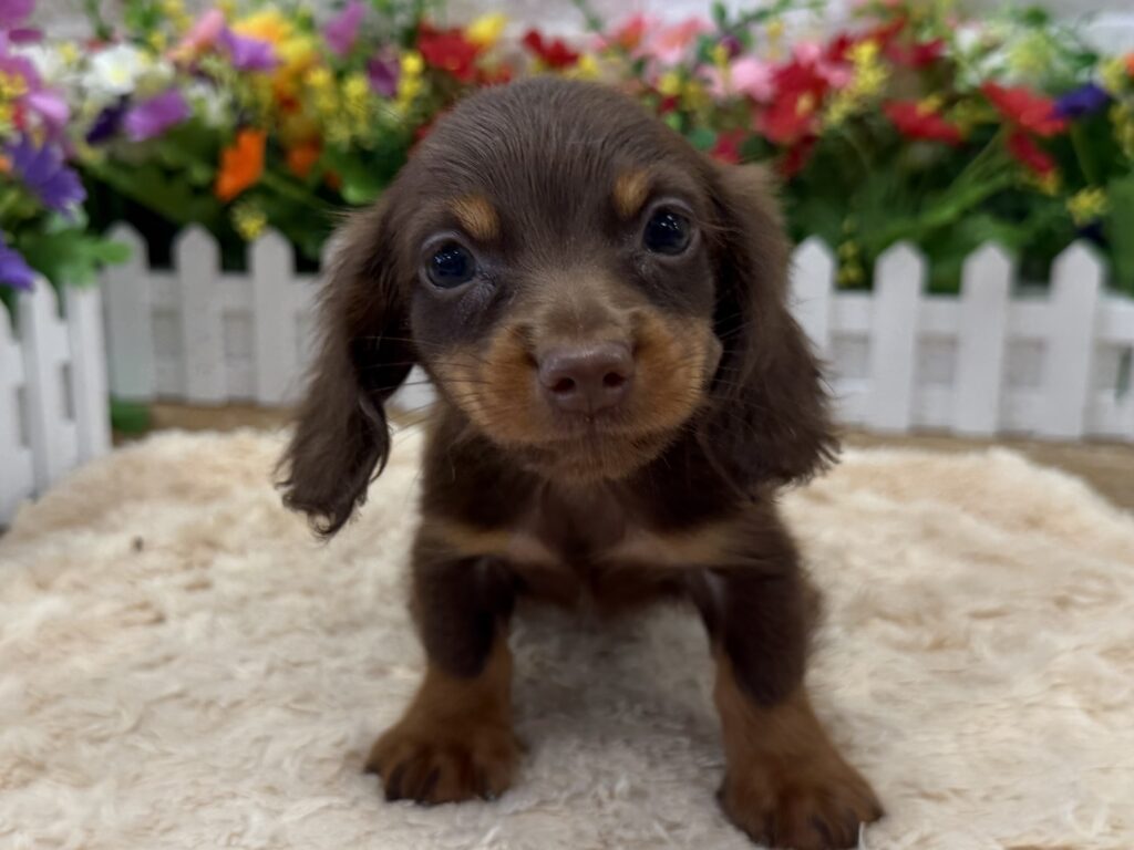 Dachshund - 7153 - Image 1