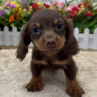 Beans Dachshund