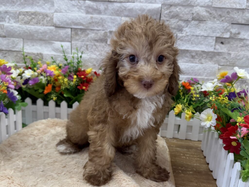 Poodle - 6430 - Image 1