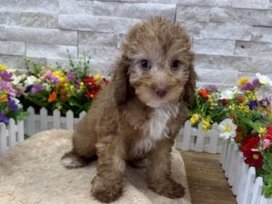 Poodle – 6430