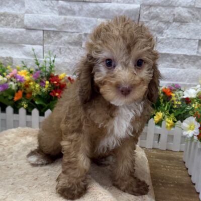 Banks Poodle