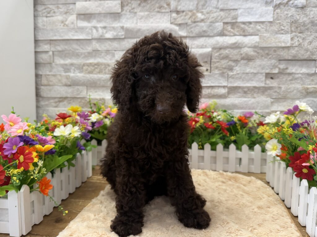 Poodle - 7150 - Image 1